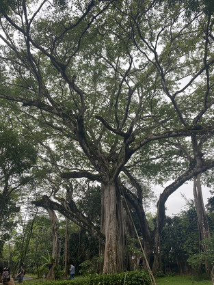 獨(dú)樹成林